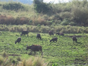 Büffel in Eden