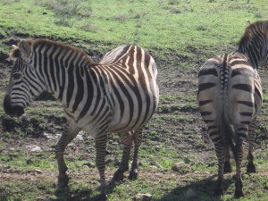 Zebras in Oldupai