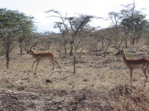 Gazellen in Ngorongoro